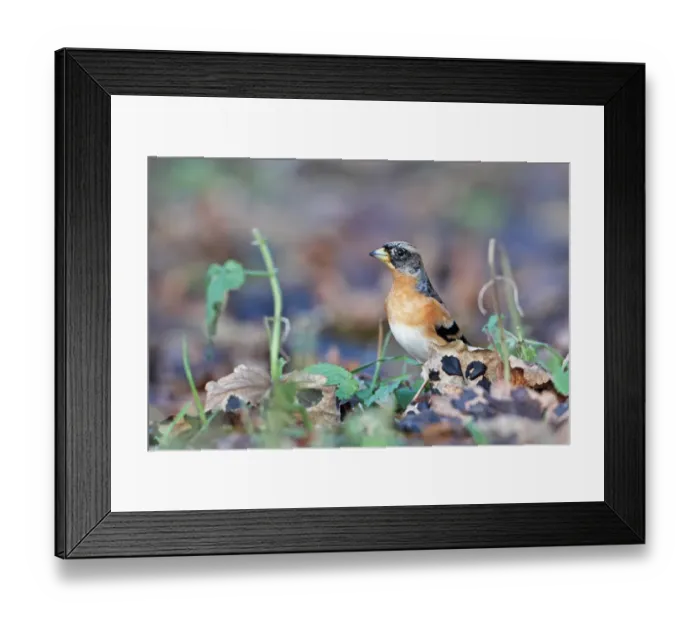 Framed Print : Brambling (Fringilla montifringilla) adult male, winter plumage, foraging amongst leaf litter, Whitlingham, The Broads, Norfolk, England, december Framed Print : Brambling (Fringilla montifringilla) adult male, winter plumage, foraging amongst leaf litter, Whitlingham, The Broads, Norfolk, England, december