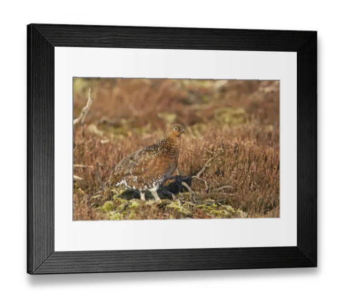 Framed Print : Red Grouse (Lagopus lagopus scoticus) adult female, standing on moorland, Yorkshire Dales N. P. Yorkshire, England Framed Print : Red Grouse (Lagopus lagopus scoticus) adult female, standing on moorland, Yorkshire Dales N. P. Yorkshire, England