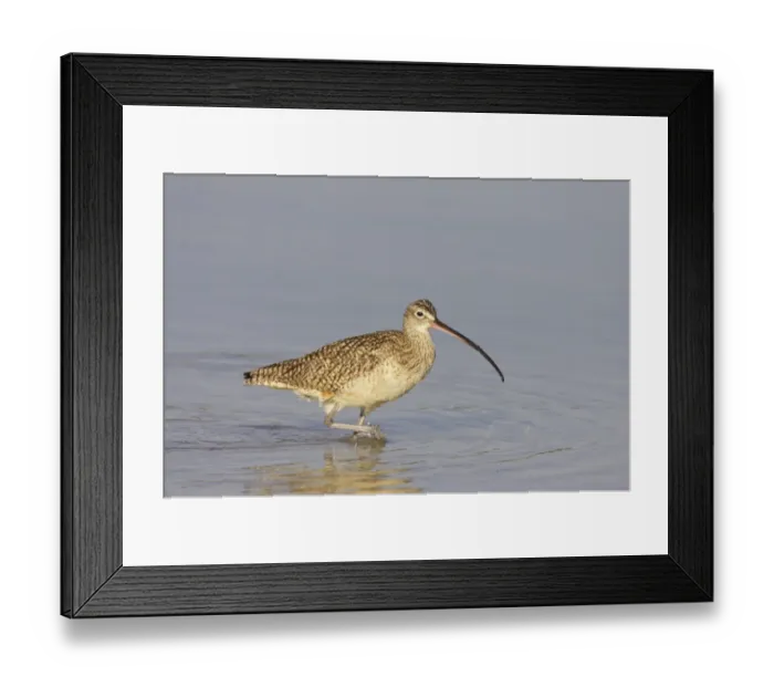 Framed Print : Long-billed Curlew (Numenius americanus) adult, wading in shallow water, Fort de Soto, Florida, U. S. A Framed Print : Long-billed Curlew (Numenius americanus) adult, wading in shallow water, Fort de Soto, Florida, U. S. A