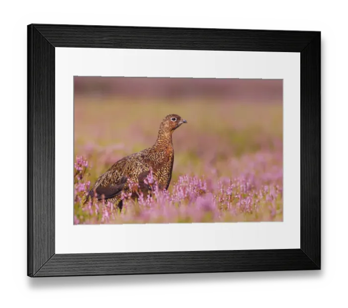 Framed Print : Red Grouse (Lagopus lagopus scoticus) adult female, standing amongst flowering heather on moorland, Yorkshire Dales N. P. Yorkshire, England, august