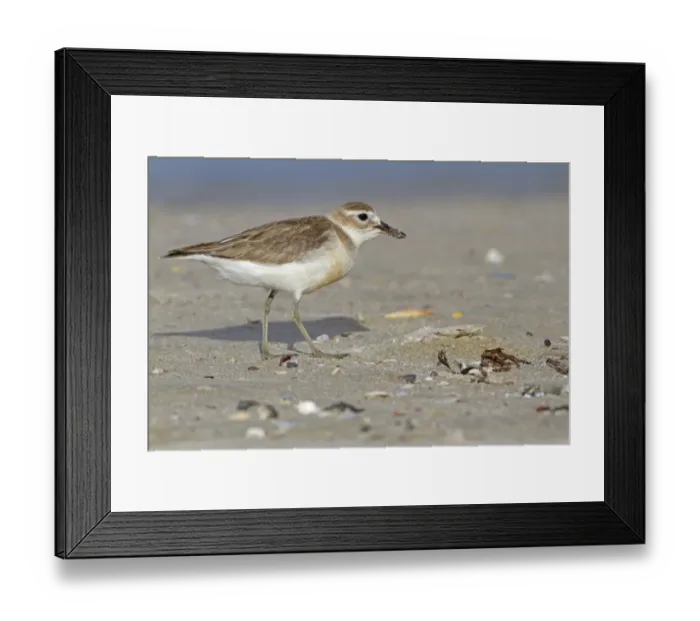 Framed Print : New Zealand Dotterel (Charadrius obscurus) adult, breeding plumage, foraging on beach, New Zealand, november Framed Print : New Zealand Dotterel (Charadrius obscurus) adult, breeding plumage, foraging on beach, New Zealand, november