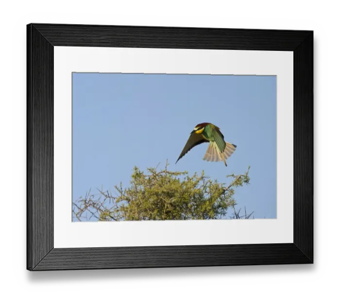 Framed Print : European Bee-eater (Merops apiaster) adult, in flight, landing on bush in steppe, Spain, may Framed Print : European Bee-eater (Merops apiaster) adult, in flight, landing on bush in steppe, Spain, may