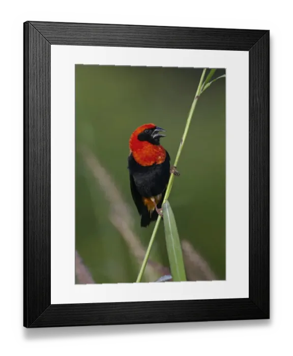 Framed Print : Black-winged Bishop (Euplectes hordeaceus) adult male, breeding plumage, displaying, perched on grass stem, near Toubacouta, Senegal, october