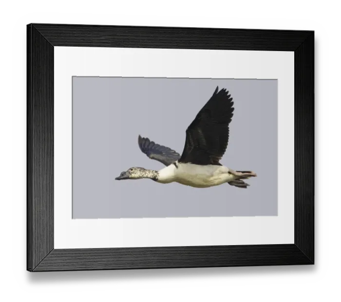 Framed Print : Knob-billed Goose (Sarkidiornis melanotos) adult male, in flight, Keoladeo Ghana N. P. (Bharatpur), Rajasthan, India Framed Print : Knob-billed Goose (Sarkidiornis melanotos) adult male, in flight, Keoladeo Ghana N. P. (Bharatpur), Rajasthan, India