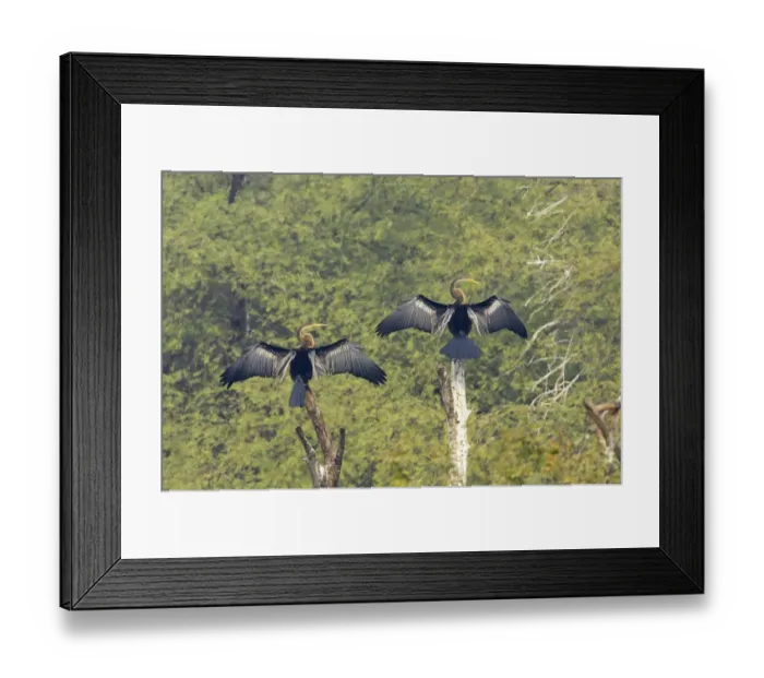 Framed Print : Oriental Darter (Anhinga melanogaster) two adults, drying wings, perched on dead tree, Keoladeo Ghana N. P. (Bharatpur), Rajasthan, India Framed Print : Oriental Darter (Anhinga melanogaster) two adults, drying wings, perched on dead tree, Keoladeo Ghana N. P. (Bharatpur), Rajasthan, India