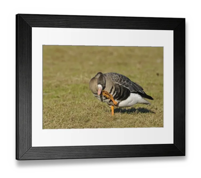 Framed Print : Eurasian White-fronted Goose (Anser albifrons albifrons) adult, scratching beak with foot, standing on grass, Lower River Rhein, Germany, winter Framed Print : Eurasian White-fronted Goose (Anser albifrons albifrons) adult, scratching beak with foot, standing on grass, Lower River Rhein, Germany, winter