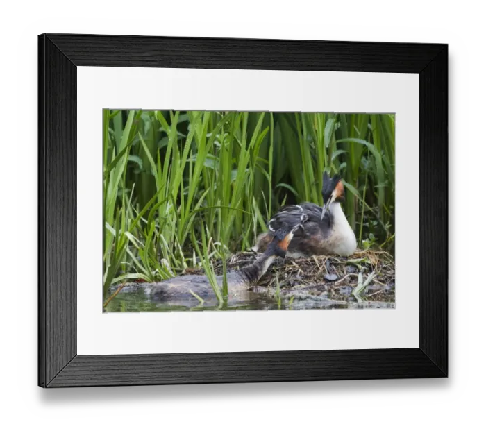 Framed Print : Great Crested Grebe (Podiceps cristatus) adult pair with chick, parent offering fish to chick on back of other parent at nest, River Thames, England, may Framed Print : Great Crested Grebe (Podiceps cristatus) adult pair with chick, parent offering fish to chick on back of other parent at nest, River Thames, England, may
