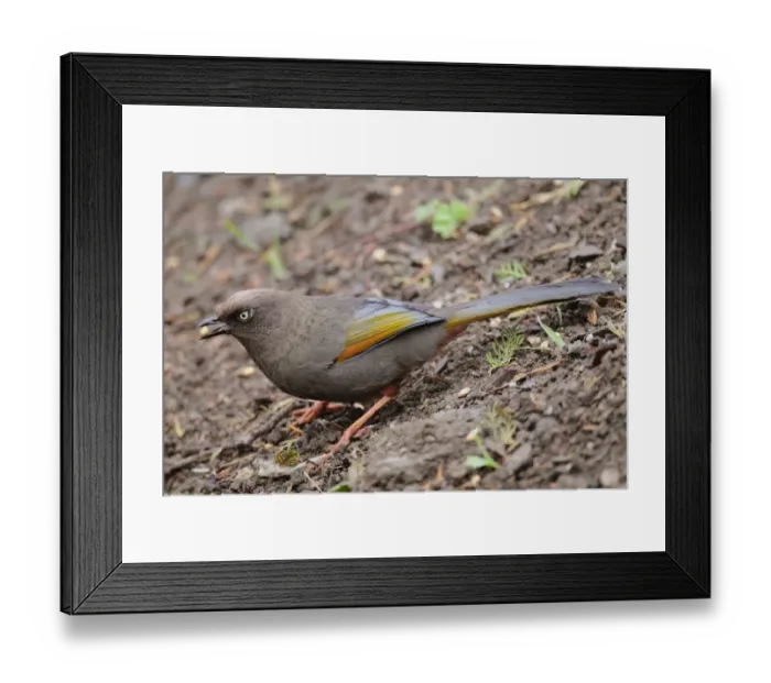 Framed Print : Elliot's Laughingthrush (Garrulax elliotii) adult, feeding on ground, with barley seed in beak, Yunnan, China, april Framed Print : Elliot's Laughingthrush (Garrulax elliotii) adult, feeding on ground, with barley seed in beak, Yunnan, China, april
