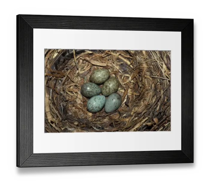 Framed Print : Carrion Crow (Corvus corone) five eggs in nest