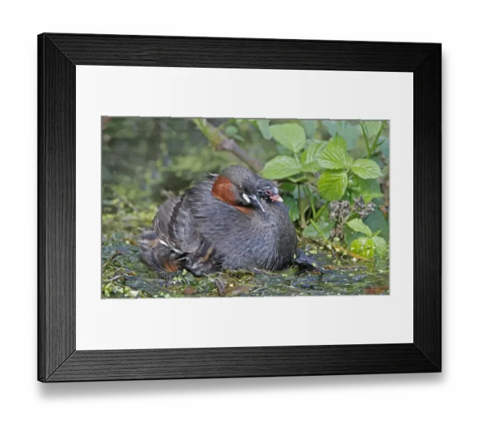 Framed Print : Little Grebe (Tachybaptus ruficollis) adult, with chick on back, at nest platform, Derbyshire, England, april