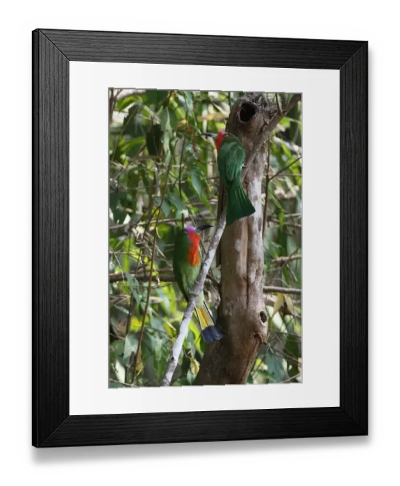 Framed Print : Red-bearded Bee-eater (Nyctyornis amictus) adult pair, perched on branch, Kaeng Krachan N. P. Thailand, february