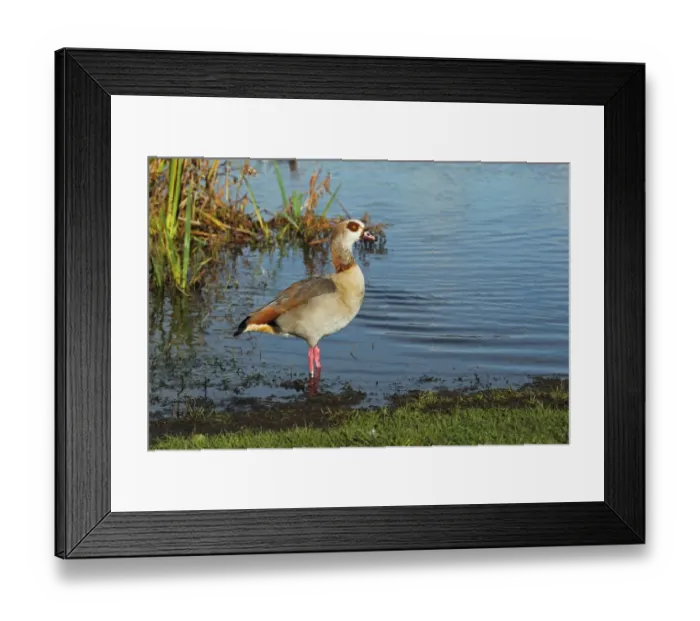Framed Print : Egyptian Goose (Alopochen aegyptiacus) introduced species, adult, standing in water, Whitlingham Country Park, River Yare, The Broads, Norfolk, England, december Framed Print : Egyptian Goose (Alopochen aegyptiacus) introduced species, adult, standing in water, Whitlingham Country Park, River Yare, The Broads, Norfolk, England, december