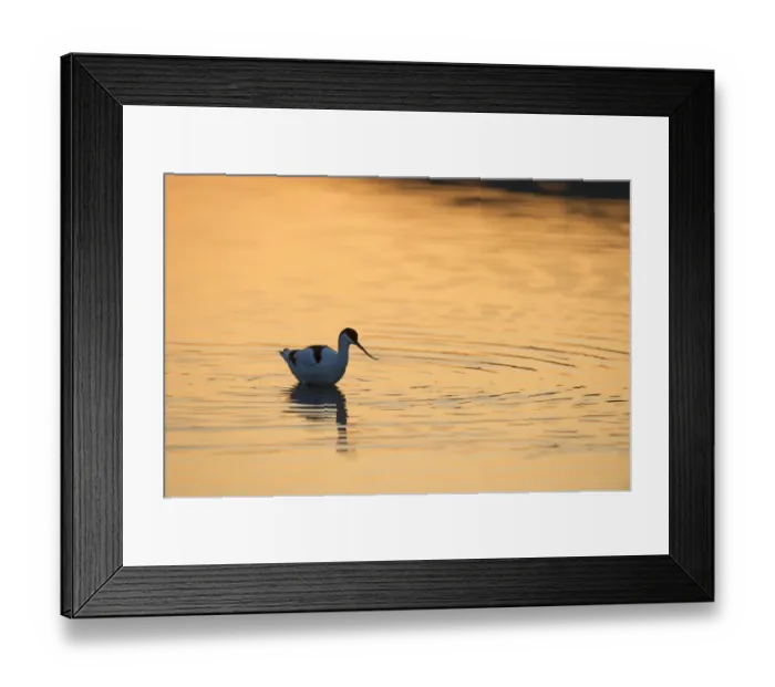 Framed Print : Eurasian Avocet (Recurvirostra avocetta) adult, foraging in water at sunset, Cley, Norfolk, England, may