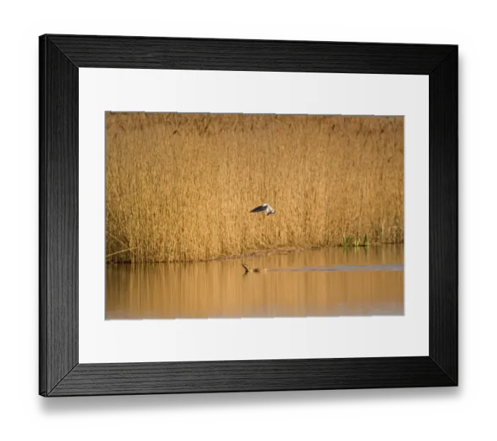 Framed Print : Great Bittern (Botaurus stellaris) adult, swimming, being mobbed by Black-headed Gull (Larus ridibundus) in flight, Minsmere RSPB Reserve, Suffolk, England, april Framed Print : Great Bittern (Botaurus stellaris) adult, swimming, being mobbed by Black-headed Gull (Larus ridibundus) in flight, Minsmere RSPB Reserve, Suffolk, England, april