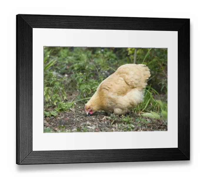 Framed Print : Domestic Chicken, Buff Orpington, freerange hen, foraging, Essex, England, august Framed Print : Domestic Chicken, Buff Orpington, freerange hen, foraging, Essex, England, august