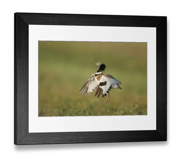 Framed Print : Little Bustard (Tetrax tetrax) adult male, jumping display, Extremadura, Spain, april