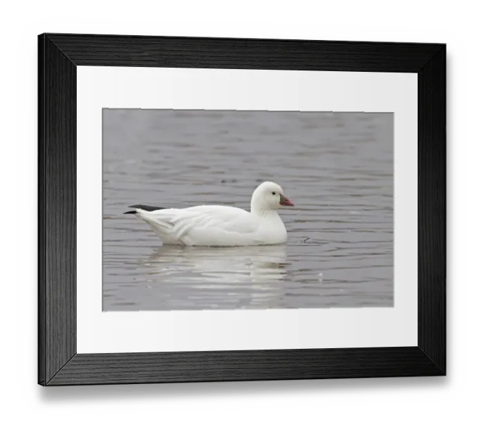 Framed Print : Ross's Goose (Anser rossii) adult, swimming, Bosque del Apache National Wildlife Refuge, New Mexico, U. S. A. december Framed Print : Ross's Goose (Anser rossii) adult, swimming, Bosque del Apache National Wildlife Refuge, New Mexico, U. S. A. december