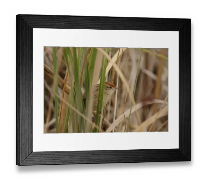 Framed Print : Bay-capped Wren-spinetail (Spartonoica maluroides) adult, post-breeding plumage, perched amongst leaves, Rincon de Cobo, Buenos Aires, Argentina, february Framed Print : Bay-capped Wren-spinetail (Spartonoica maluroides) adult, post-breeding plumage, perched amongst leaves, Rincon de Cobo, Buenos Aires, Argentina, february