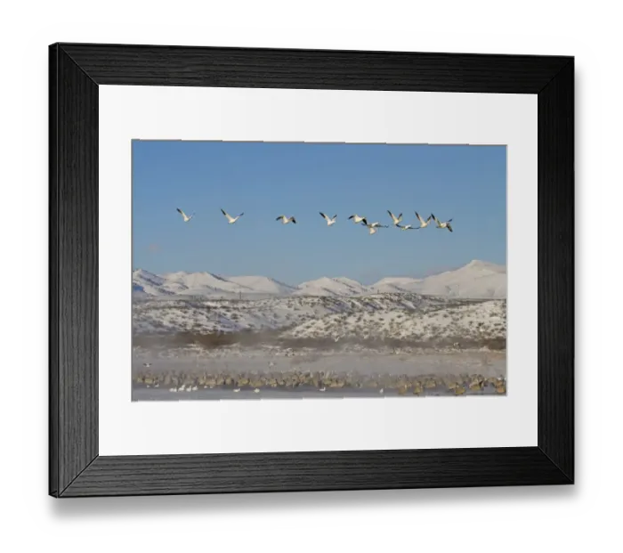 Framed Print : Snow Goose (Chen caerulescens) and Sandhill Crane (Grus canadensis) mixed flock, in flight and resting on frozen lake, with snow covered hills in background, Bosque del Apache National Wildlife Refuge, New Mexico, U. S. A. december Framed Print : Snow Goose (Chen caerulescens) and Sandhill Crane (Grus canadensis) mixed flock, in flight and resting on frozen lake, with snow covered hills in background, Bosque del Apache National Wildlife Refuge, New Mexico, U. S. A. december