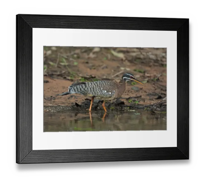 Framed Print : Sunbittern (Eurypyga helias helias) adult, foraging at edge of water, Porto Jofre, Mato Grosso, Brazil, september Framed Print : Sunbittern (Eurypyga helias helias) adult, foraging at edge of water, Porto Jofre, Mato Grosso, Brazil, september