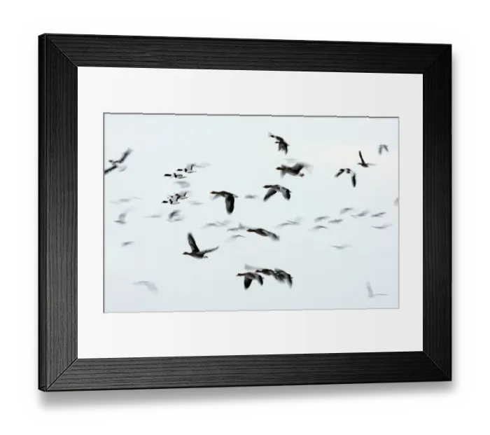 Framed Print : Greylag Goose (Anser anser) and Common Shelduck (Tadorna tadorna) mixed flock, in flight, blurred movement, Lancashire, England, december Framed Print : Greylag Goose (Anser anser) and Common Shelduck (Tadorna tadorna) mixed flock, in flight, blurred movement, Lancashire, England, december