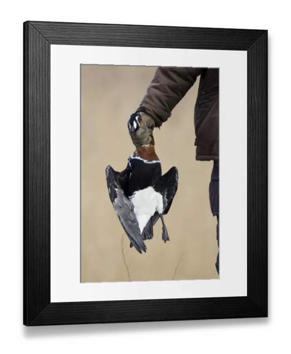 Framed Print : Red-breasted Goose (Branta ruficollis) dead adult, hunter holding illegally shot bird, Bulgaria, february Framed Print : Red-breasted Goose (Branta ruficollis) dead adult, hunter holding illegally shot bird, Bulgaria, february