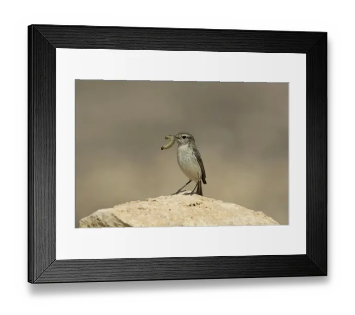 Framed Print : Canary Islands Chat (Saxicola dacotiae) adult female, with caterpillar in beak, perched on rock, Fuerteventura, Canary Islands, march