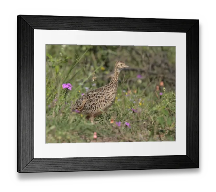 Framed Print : Spotted Nothura (Nothura maculosa) adult, walking amongst wildflowers, Rincon de Cobo, Buenos Aires Province, Argentina, november