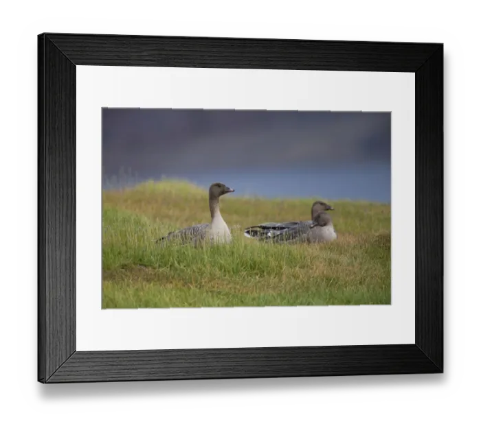 Framed Print : Pink-footed Goose (Anser brachyrhynchus) three adults, sitting in meadow, Spitsbergen, Svalbard, september Framed Print : Pink-footed Goose (Anser brachyrhynchus) three adults, sitting in meadow, Spitsbergen, Svalbard, september