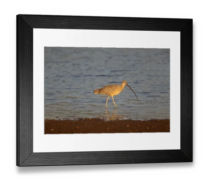 Framed Print : Long-billed Curlew (Numenius americanus) adult, wading in shallow water, Costa Rica, february Framed Print : Long-billed Curlew (Numenius americanus) adult, wading in shallow water, Costa Rica, february