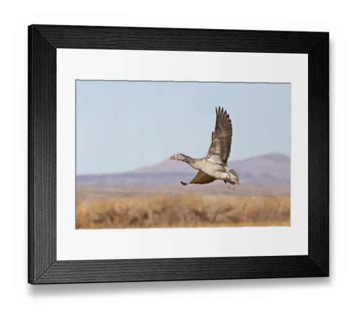 Framed Print : Snow Goose (Chen caerulescens) blue phase, juvenile, in flight, taking off, Bosque del Apache National Wildlife Refuge, New Mexico, U. S. A. november Framed Print : Snow Goose (Chen caerulescens) blue phase, juvenile, in flight, taking off, Bosque del Apache National Wildlife Refuge, New Mexico, U. S. A. november