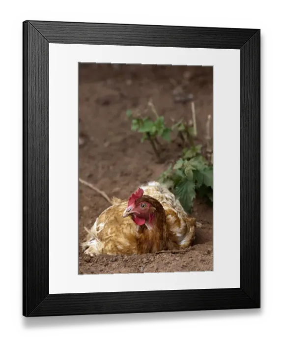 Framed Print : Domestic Chicken, free-range hen, dust bathing, England, july Framed Print : Domestic Chicken, free-range hen, dust bathing, England, july