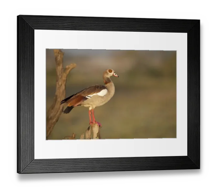 Framed Print : Egyptian Goose (Alopochen aegyptiacus) adult, perched on stump, Serengeti N. P. Tanzania, november Framed Print : Egyptian Goose (Alopochen aegyptiacus) adult, perched on stump, Serengeti N. P. Tanzania, november