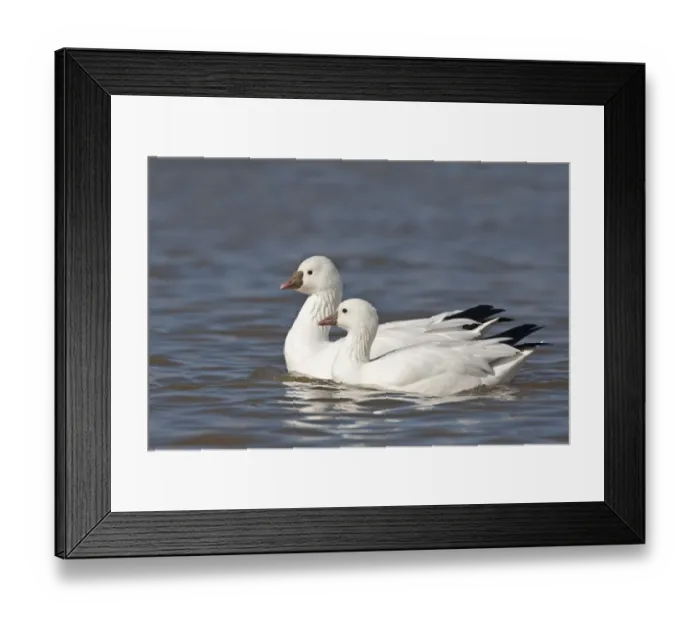 Framed Print : Ross's Goose (Anser rossii) adult pair, swimming, Bosque del Apache National Wildlife Refuge, New Mexico, U. S. A. december
