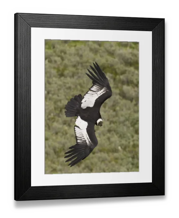 Framed Print : Andean Condor (Vultur gryphus) adult male, in flight, Patagonia, Chile, november Framed Print : Andean Condor (Vultur gryphus) adult male, in flight, Patagonia, Chile, november