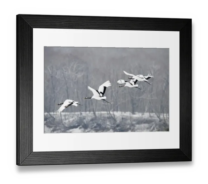 Framed Print : Japanese Red-crowned Crane (Grus japonensis) adults and immature, in flight over snow covered forest, Hokkaido, Japan, winter Framed Print : Japanese Red-crowned Crane (Grus japonensis) adults and immature, in flight over snow covered forest, Hokkaido, Japan, winter