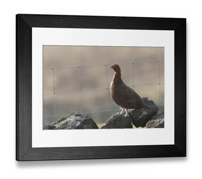 Framed Print : Red Grouse (Lagopus lagopus scoticus) adult male, standing on drystone wall beside wire fence, North Yorkshire, England, april Framed Print : Red Grouse (Lagopus lagopus scoticus) adult male, standing on drystone wall beside wire fence, North Yorkshire, England, april