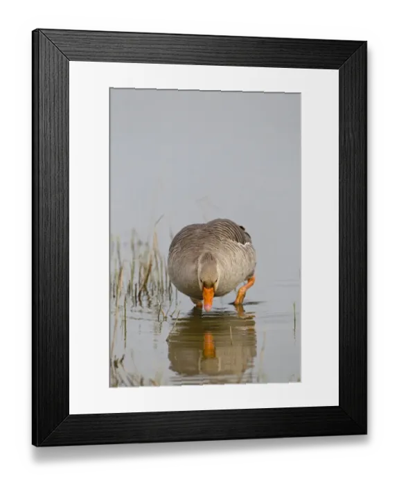 Framed Print : Greylag Goose (Anser anser) adult, wading, foraging in water, Minsmere RSPB Reserve, Suffolk, England, april Framed Print : Greylag Goose (Anser anser) adult, wading, foraging in water, Minsmere RSPB Reserve, Suffolk, England, april