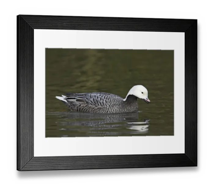 Framed Print : Emperor Goose (Anser canagica) adult, swimming, Arundel W. W. T. (captive) Framed Print : Emperor Goose (Anser canagica) adult, swimming, Arundel W. W. T. (captive)