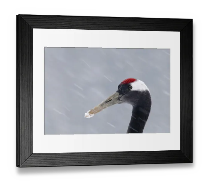 Framed Print : Japanese Red-crowned Crane (Grus japonensis) adult, close-up of head, during snowfall, Akan, Hokkaido, Japan, winter Framed Print : Japanese Red-crowned Crane (Grus japonensis) adult, close-up of head, during snowfall, Akan, Hokkaido, Japan, winter
