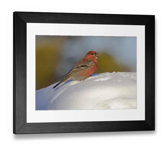 Framed Print : Pine Grosbeak (Pinicola enucleator) adult male, calling, standing on snow, Finnish Lapland, Finland, march Framed Print : Pine Grosbeak (Pinicola enucleator) adult male, calling, standing on snow, Finnish Lapland, Finland, march