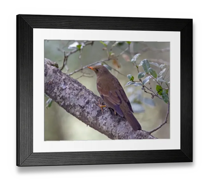 Framed Print : Grey-winged Blackbird (Turdus boulboul) adult female, perched on branch, Uttaranchal, India, january Framed Print : Grey-winged Blackbird (Turdus boulboul) adult female, perched on branch, Uttaranchal, India, january