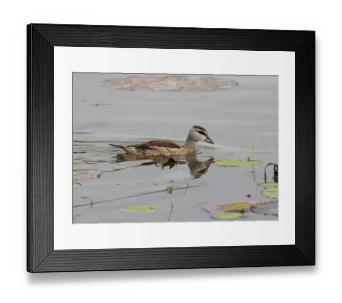 Framed Print : Cotton Pygmy Goose (Nettapus coromandelianus) juvenile, swimming beside waterlily pads, Sri Lanka, december Framed Print : Cotton Pygmy Goose (Nettapus coromandelianus) juvenile, swimming beside waterlily pads, Sri Lanka, december