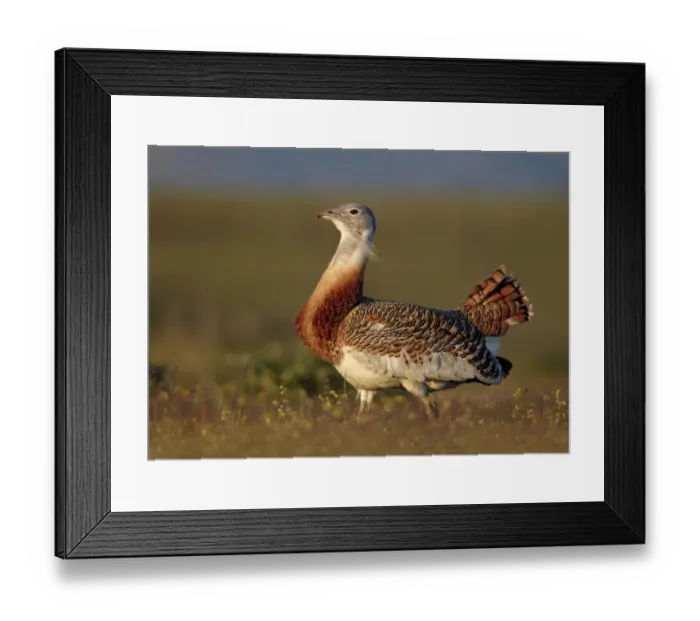 Framed Print : Great Bustard (Otis tarda) adult male, walking, Extremadura, Spain, april Framed Print : Great Bustard (Otis tarda) adult male, walking, Extremadura, Spain, april