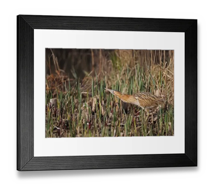 Framed Print : Great Bittern (Botaurus stellaris) adult, walking in reedbed, Minsmere RSPB Reserve, Suffolk, England, april Framed Print : Great Bittern (Botaurus stellaris) adult, walking in reedbed, Minsmere RSPB Reserve, Suffolk, England, april