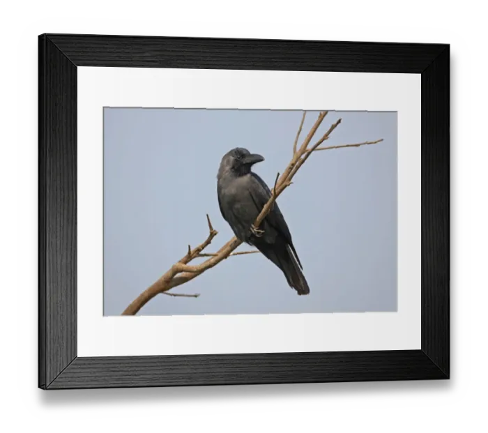 Framed Print : House Crow (Corvus splendens splendens) adult, perched on branch, Assam, India, february Framed Print : House Crow (Corvus splendens splendens) adult, perched on branch, Assam, India, february