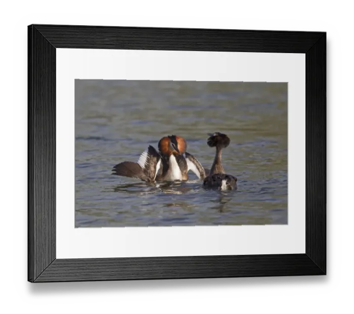 Framed Print : Great Crested Grebe (Podiceps cristatus) adult pair, with wings spread, in courtship display on water, River Thames, Henley-on-Thames, Thames Valley, Oxfordshire, England, april Framed Print : Great Crested Grebe (Podiceps cristatus) adult pair, with wings spread, in courtship display on water, River Thames, Henley-on-Thames, Thames Valley, Oxfordshire, England, april