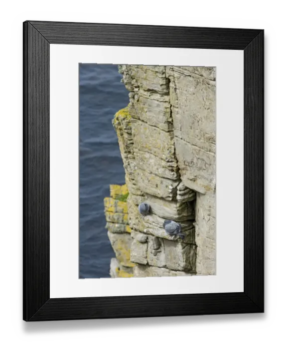 Framed Print : Rock Dove (Columba livia) adult pair, perched on cliff ledge, Marwick Head RSPB Reserve, Mainland, Orkney, Scotland, june Framed Print : Rock Dove (Columba livia) adult pair, perched on cliff ledge, Marwick Head RSPB Reserve, Mainland, Orkney, Scotland, june