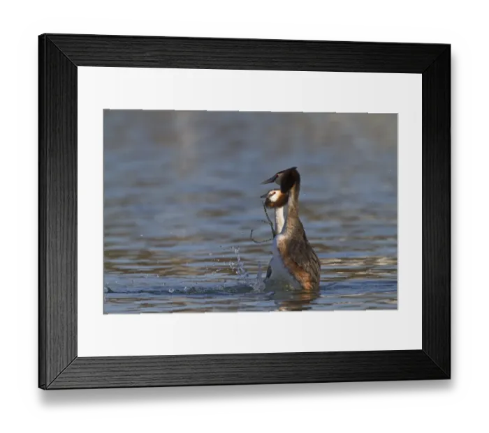 Framed Print : Great Crested Grebe (Podiceps cristatus) adult pair, with weed offering, in courtship display on water, River Thames, Henley-on-Thames, Thames Valley, Oxfordshire, England, march Framed Print : Great Crested Grebe (Podiceps cristatus) adult pair, with weed offering, in courtship display on water, River Thames, Henley-on-Thames, Thames Valley, Oxfordshire, England, march