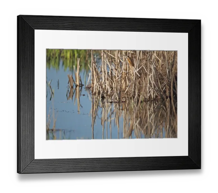 Framed Print : Great Bittern (Botaurus stellaris) adult, standing amongst reeds at edge of reedbed, Minsmere RSPB Reserve, Suffolk, England, april Framed Print : Great Bittern (Botaurus stellaris) adult, standing amongst reeds at edge of reedbed, Minsmere RSPB Reserve, Suffolk, England, april